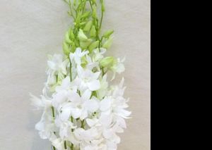 DENDROBIUM BLANC 50
